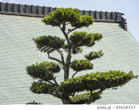 清洲城　芸能文化館の屋根と植栽 93026357