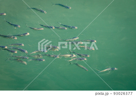 School of sardines young fish under translucent caribbean sea, Aruba beach 93026377