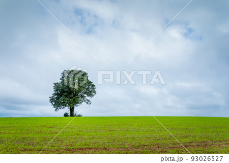 Single tree in wheat field and dramatic sky at evening Single tree in wheat field and dramatic sky at evening 93026527