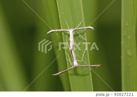 ヒルガオトリバの交尾 ヒルガオトリバの交尾 93027221