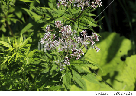 フジバカマの花 フジバカマの花 93027225