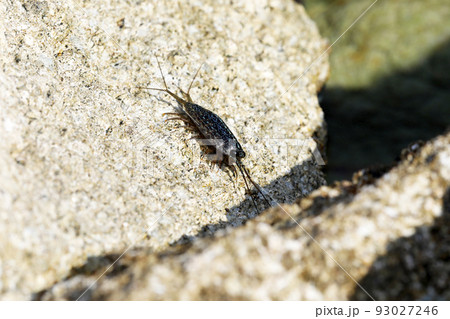 フナムシ 93027246