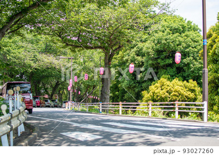 水元さくら堤/東京都葛飾区 水元さくら堤/東京都葛飾区 93027260