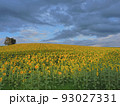 ヒマワリの夕景 93027331