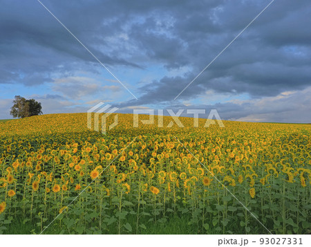 ヒマワリの夕景 93027331