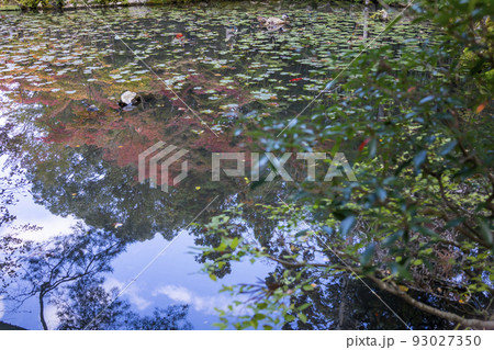 南禅寺　天授庵の紅葉 93027350