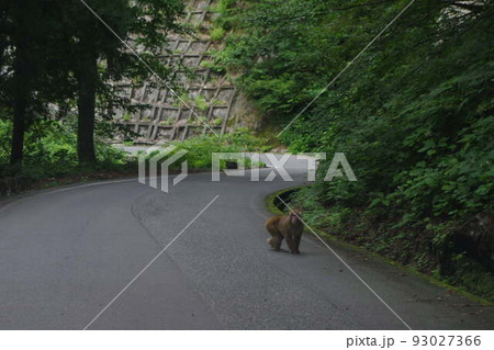 お猿さんも遊んでた遊歩道 93027366