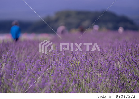 山梨県富士河口湖町にある大石公園のラベンダー畑を散策する人 93027572