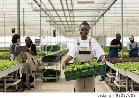Portrait of african american worker in greenhouse holding crate with green lettuce while agricultural engineers are using laptop. Woman working in organic farm proud of hand picked vegetables batch. 93027688