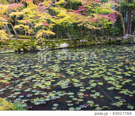 南禅寺　天授庵の紅葉 93027769
