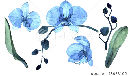 delicate watercolor illustration. set with blue transparent flowers, buds and leaves of the phalaenopsis orchid. isolated on white background transparent flowers, x-ray. 93028106