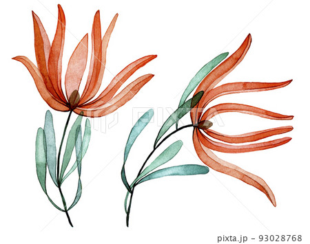 watercolor drawing. set of transparent tropical protea flowers. x-ray watercolor drawing. set of transparent tropical protea flowers. x-ray 93028768