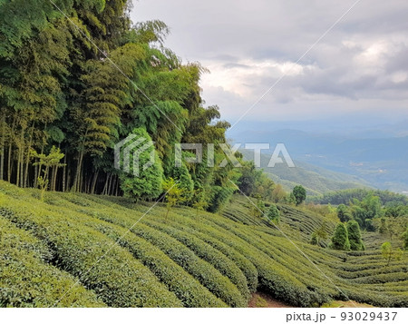 南投 プーリー 埔里 93029437