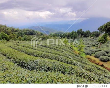 南投 プーリー 埔里 93029444