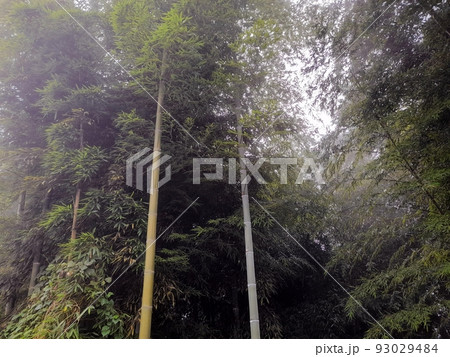 南投 プーリー 埔里 93029484