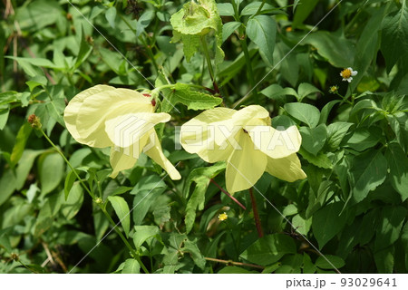 西表島で見られた淡黄色が綺麗なリュウキュウトロロアオイの花 93029641