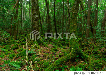(山梨県)青木ヶ原樹海の木々 (山梨県)青木ヶ原樹海の木々 93029643