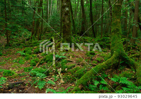 （山梨県）青木ヶ原樹海の木々 93029645