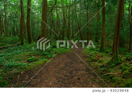 (山梨県)青木ヶ原樹海の木々 (山梨県)青木ヶ原樹海の木々 93029648