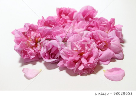 香りの女王ダマスクローズ 香りの女王ダマスクローズ 93029653