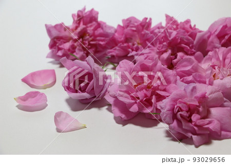 香りの女王ダマスクローズ 香りの女王ダマスクローズ 93029656