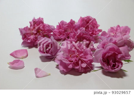 香りの女王ダマスクローズ 93029657