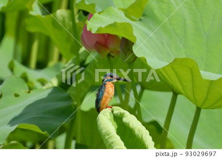 埼玉県比企郡川島町下八ツ林平成の森公園　蓮池のカワセミと古代ハスのツボミ 93029697