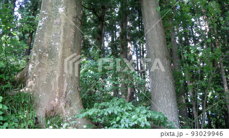 森林の並木 93029946