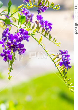 強い日差しの中爽やかなデュランタの花 強い日差しの中爽やかなデュランタの花 93030119