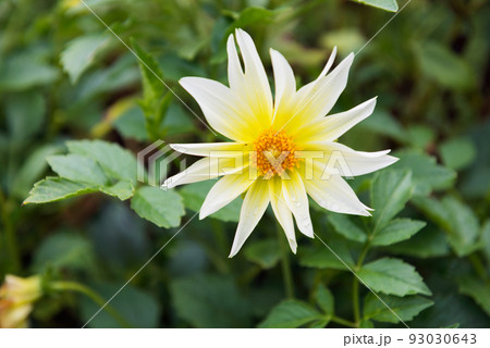 長居植物園の風景 93030643