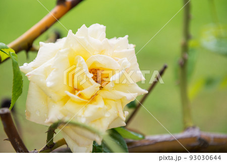 長居植物園の風景 93030644