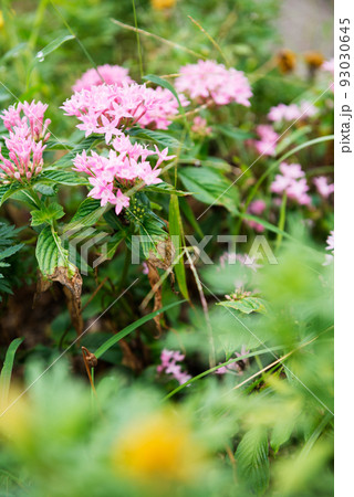 長居植物園の風景 長居植物園の風景 93030645