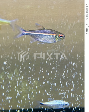 熱帯魚 ピンキーテトラ ネグロ 93030647