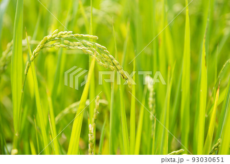 長居植物園の風景 93030651