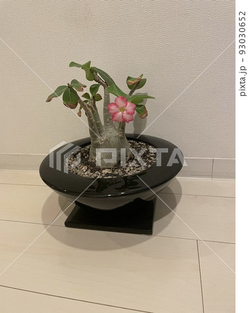 アデニウム 花 開花 観葉植物 アデニウム 花 開花 観葉植物 93030652