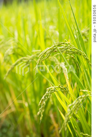 長居植物園の風景 長居植物園の風景 93030656