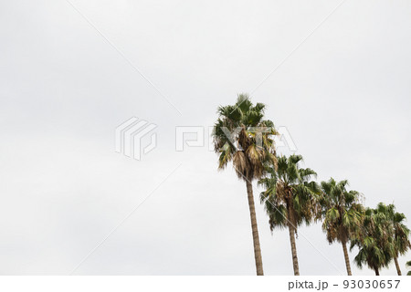 長居植物園の風景 長居植物園の風景 93030657