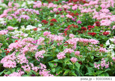 長居植物園の風景 93030661