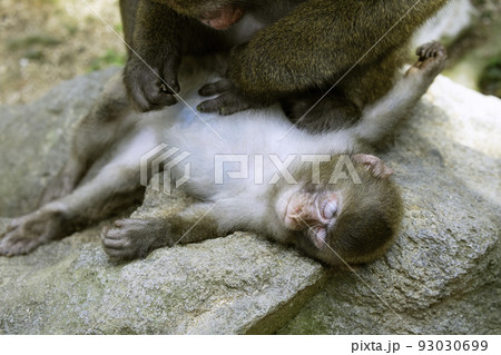 高崎山に生息する野生のニホンザル　毛づくろいされて気持ちよさそうな若い猿（大分県大分市） 93030699
