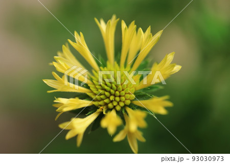 ガイラルディア・ダブル　0031 93030973