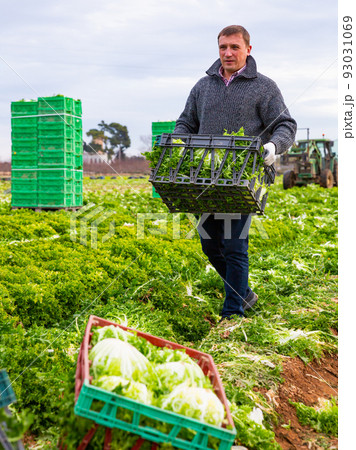 Man gardener holding crate with harvest of lechuga Man gardener holding crate with harvest of lechuga 93031069