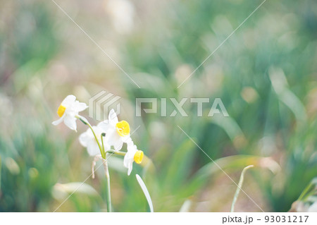 水仙の花　オールドレンズ 93031217