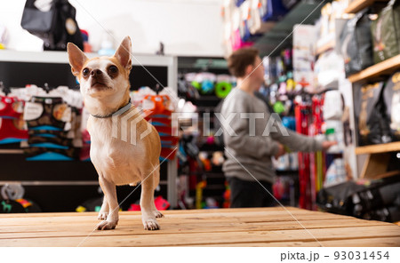 Chihuahua dog sitting in petshop 93031454