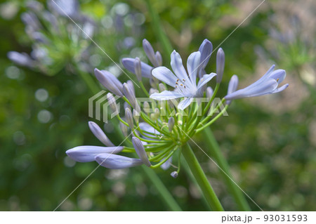 夏の花アガパンサス 夏の花アガパンサス 93031593