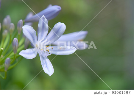 夏の花アガパンサス 夏の花アガパンサス 93031597