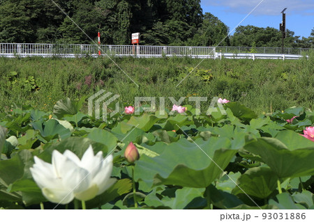 伊勢堂岱縄文館近くに咲くハスの花 伊勢堂岱縄文館近くに咲くハスの花 93031886
