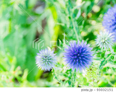 真夏に咲いた涼しげでかわいいルリタマアザミの花 93032151