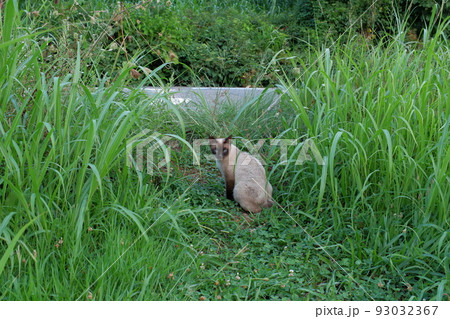 原っぱでお座りするシャム猫 原っぱでお座りするシャム猫 93032367