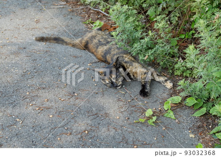 道端で寝転ぶさび猫 道端で寝転ぶさび猫 93032368