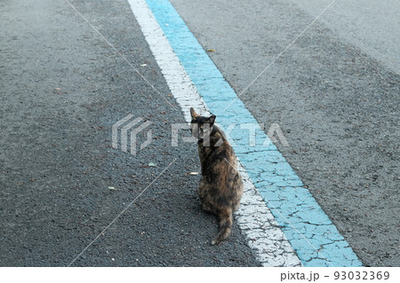 道端でお座りするさび猫 道端でお座りするさび猫 93032369